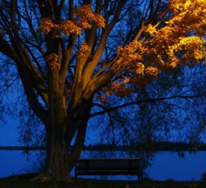 Maple Tree at Night 