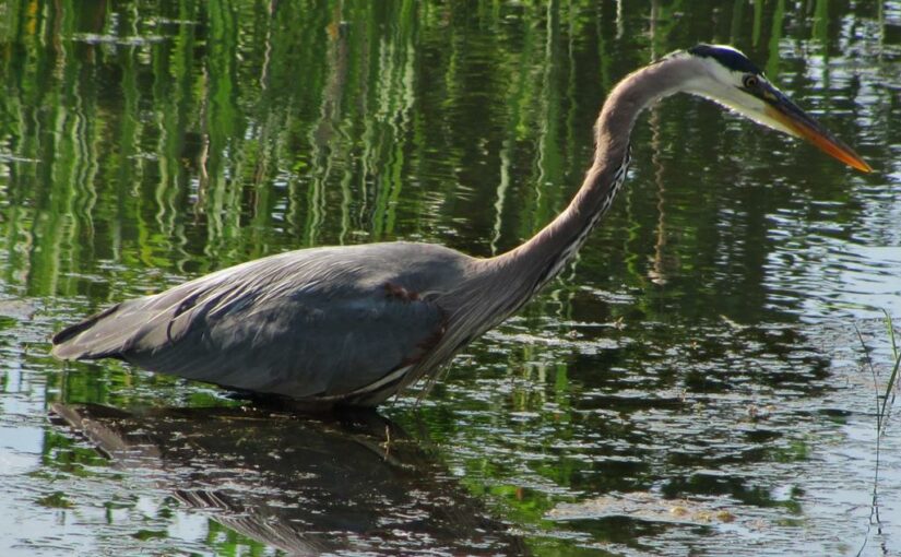 Blue Heron Wading in the Water