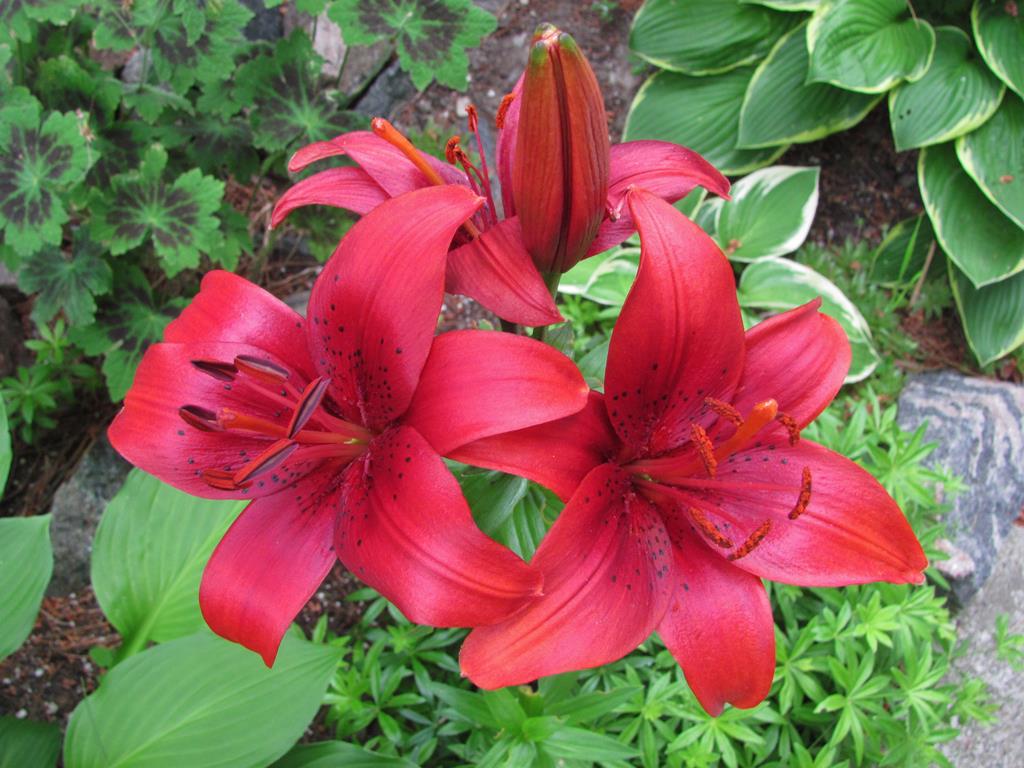 Red Day Lillies