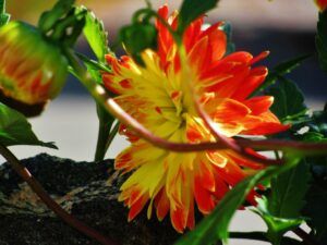 Yellow and Orange Dahlia Flower